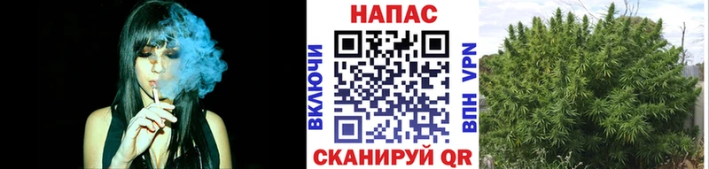 Конопля сатива Эртиль